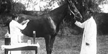 diptheria-toxoid-horse-source